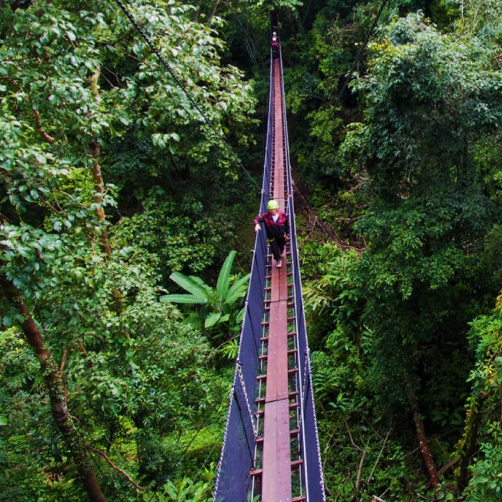 Tree-Top-Walk