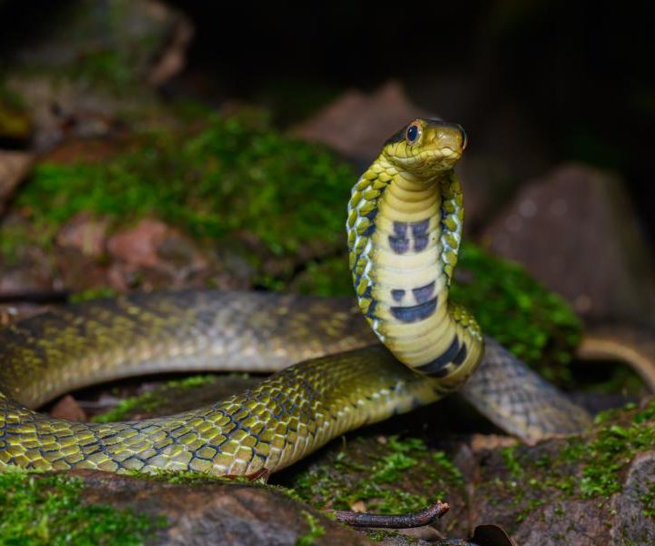 parc-national-de-doi-phu-kha-2